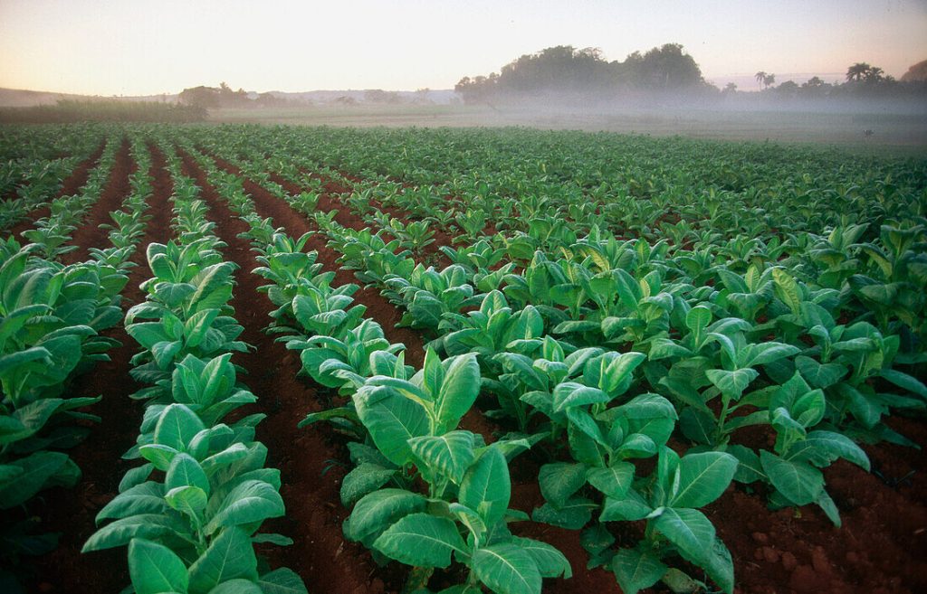 Golden-hour view of tobacco plants stretching across Pinar del Río fields — showcasing the ideal growing conditions that define Cuban cigar quality