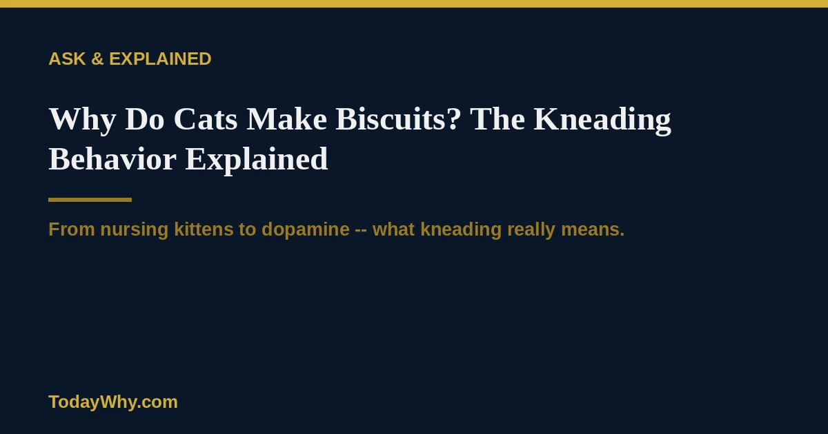 Why do cats make biscuits? The kneading behavior explained