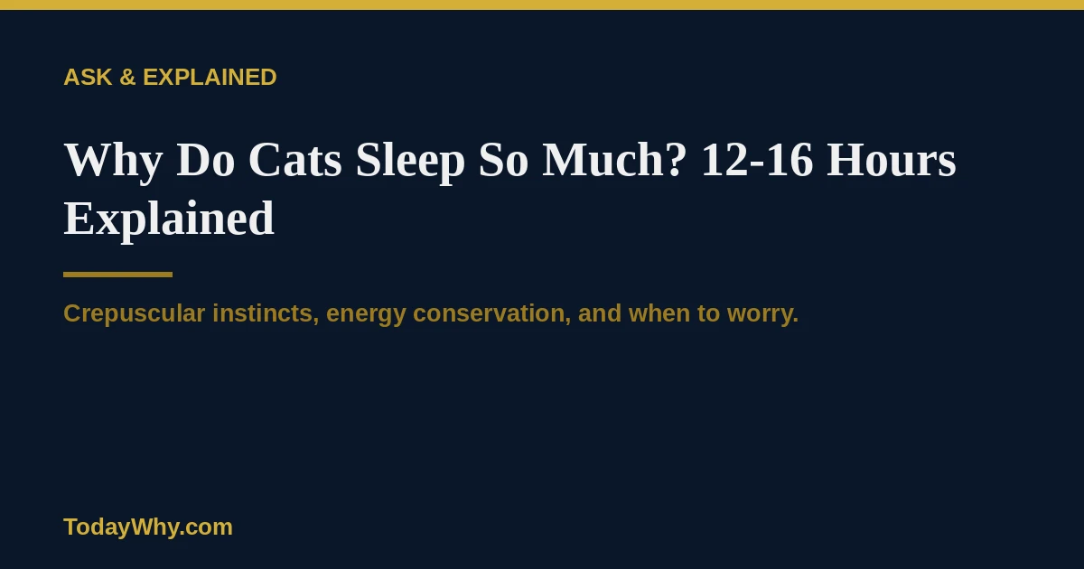 Why do cats sleep so much? 12–16 hours explained