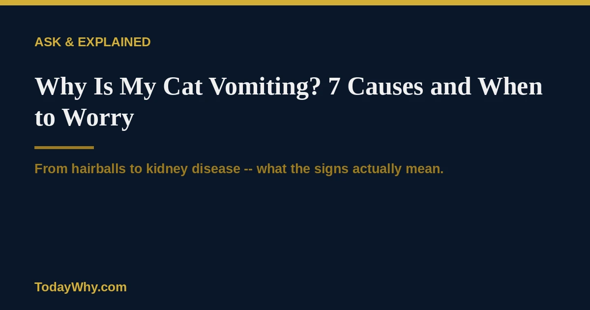 Why is my cat vomiting? 7 causes and when to worry